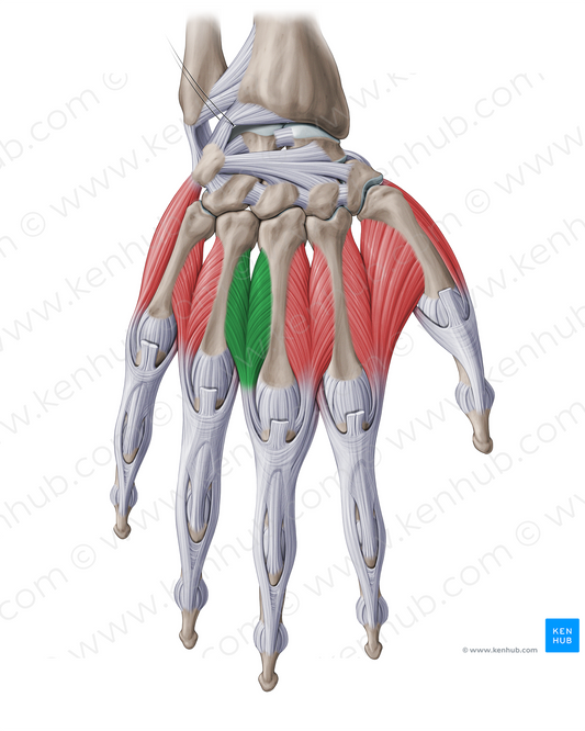 3rd dorsal interosseous muscle of hand (#18790)