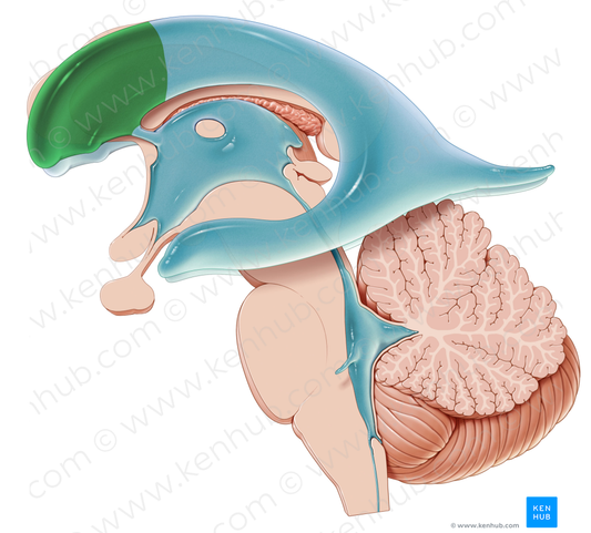 Frontal horn of lateral ventricle (#2852)