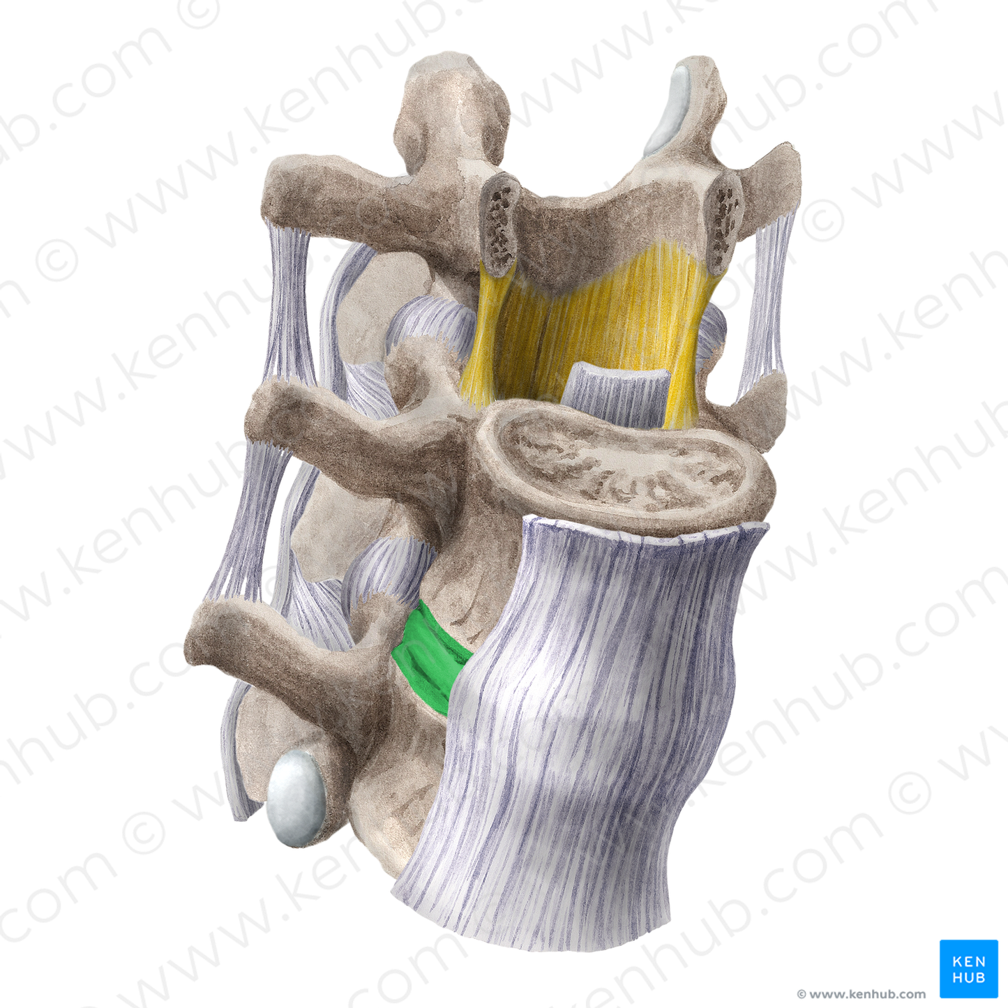 Intervertebral symphysis (#20201)