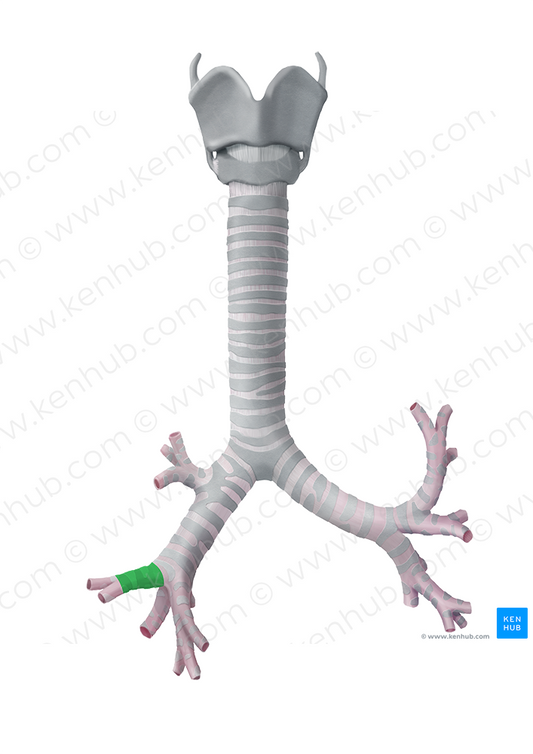 Middle lobar bronchus (#2221)