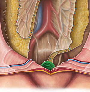 Rectum (#8873)