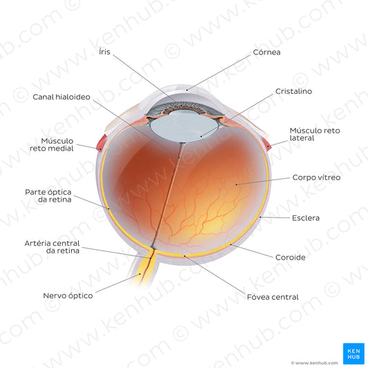 Eyeball (Portuguese)