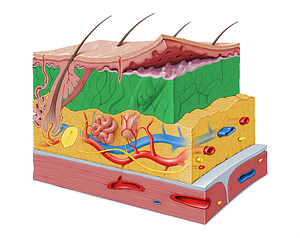 Reticular layer of dermis (#9177)