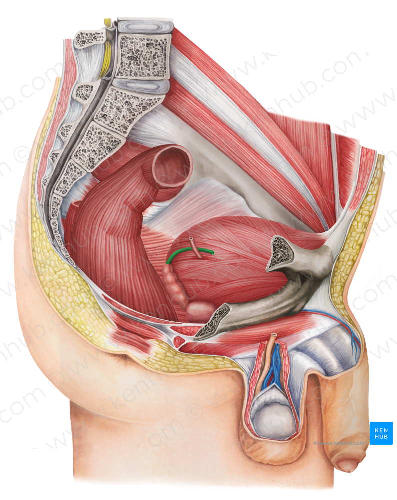 Right ductus deferens (#9937)