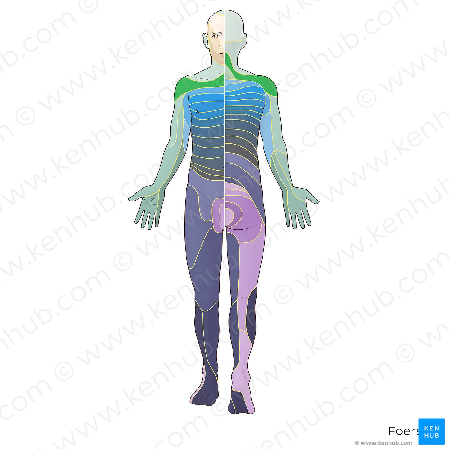 C4 dermatome (#20892)