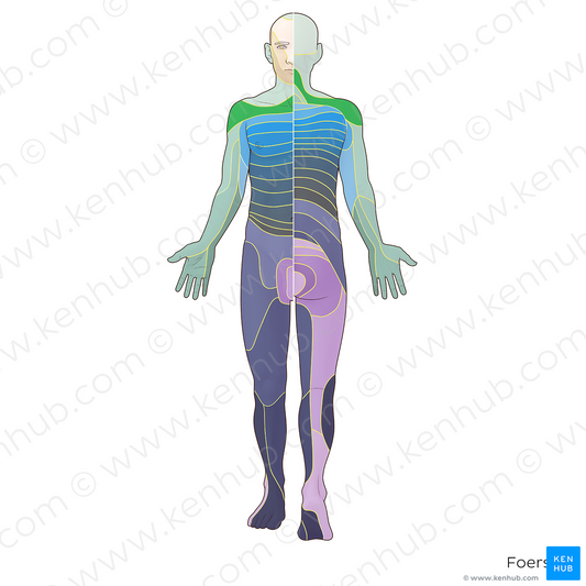 C4 dermatome (#20892)