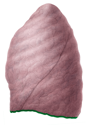 Inferior border of lung (#21467)