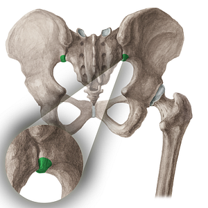 Posterior inferior iliac spine (#16033)