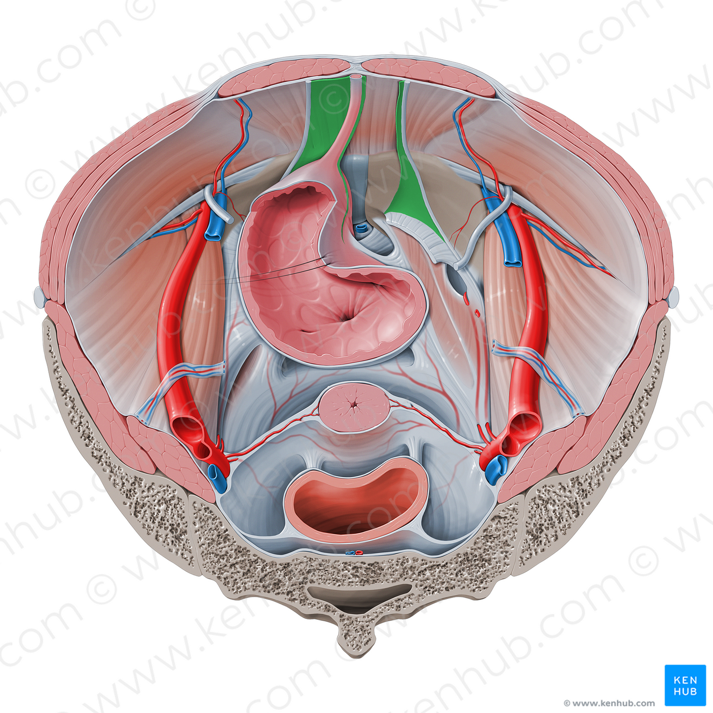 Umbilical fascia (#9822)