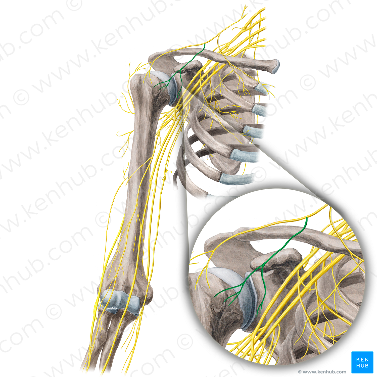Intermediate supraclavicular nerves (#21681)