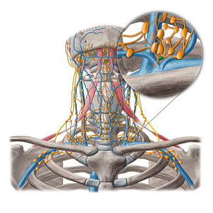 Jugular lymphatic trunk (#20242)