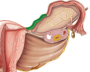 Isthmus of uterine tube (#4337)