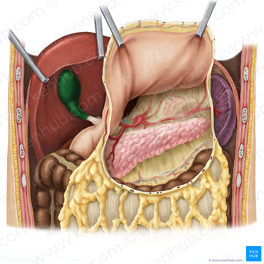 Gallbladder (#10803)