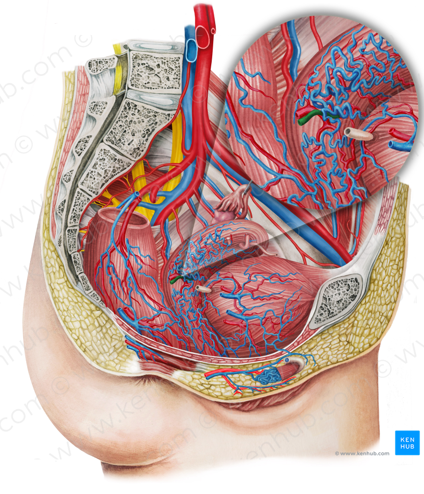 Right uterine vein (#10666)