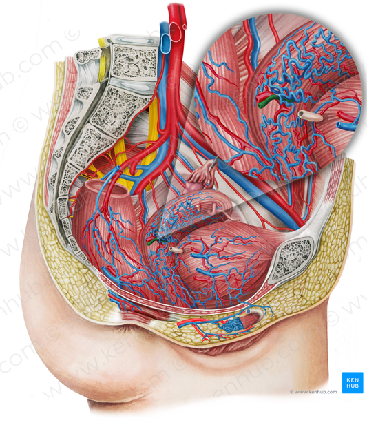 Right uterine vein (#10666)