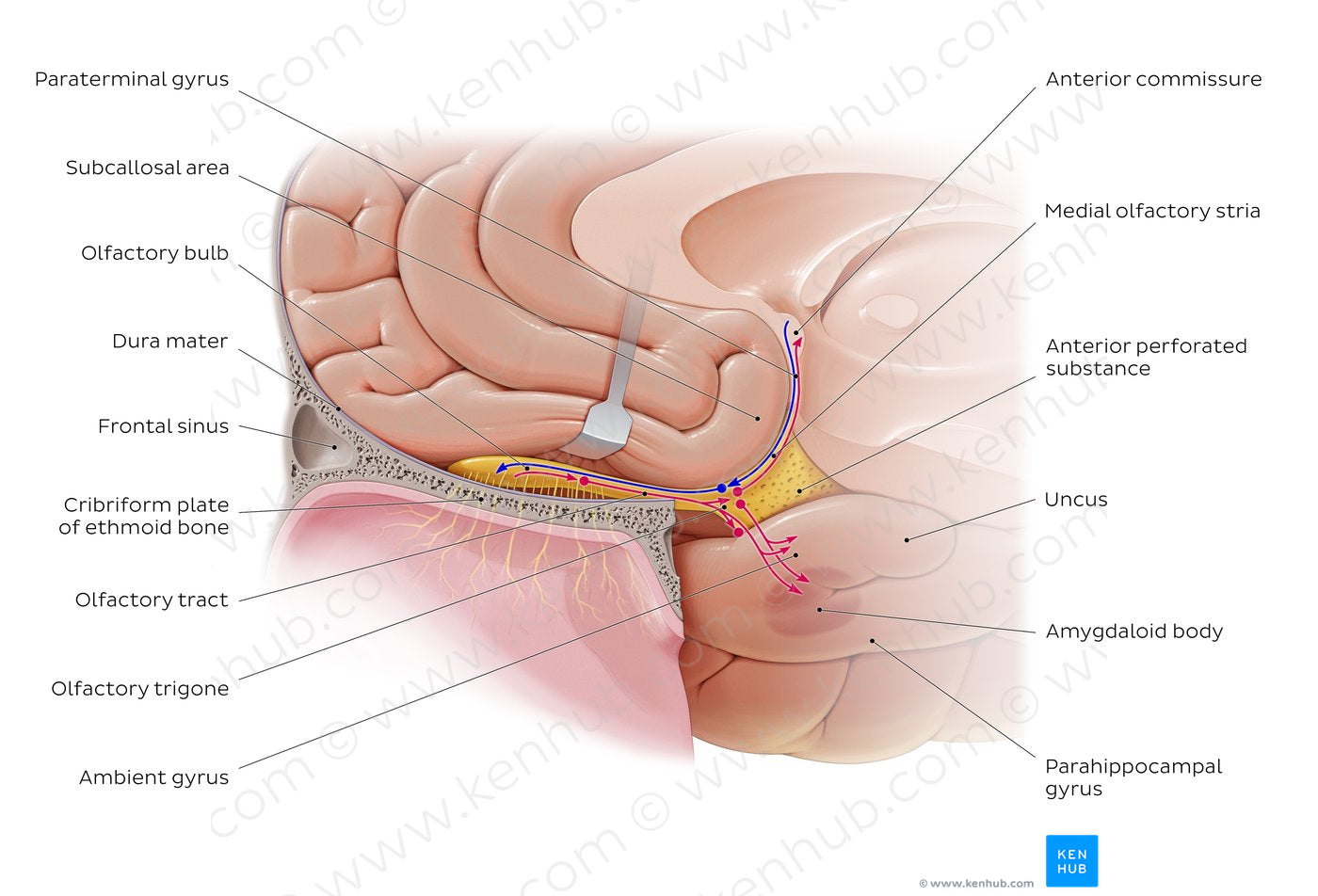 Olfactory nerve (pathway) (English)