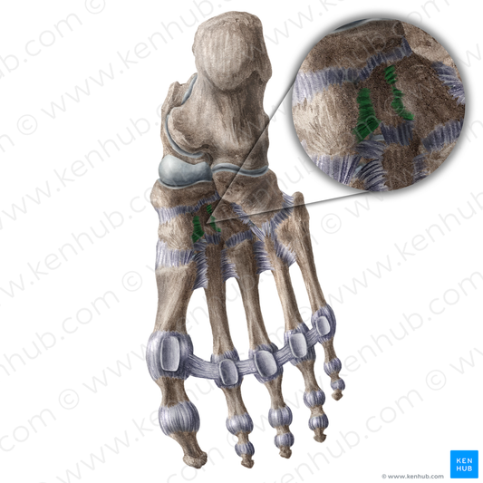 Plantar intercuneiform ligaments (#18610)