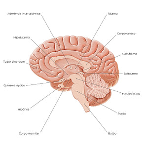 Overview of diencephalon (Portuguese)