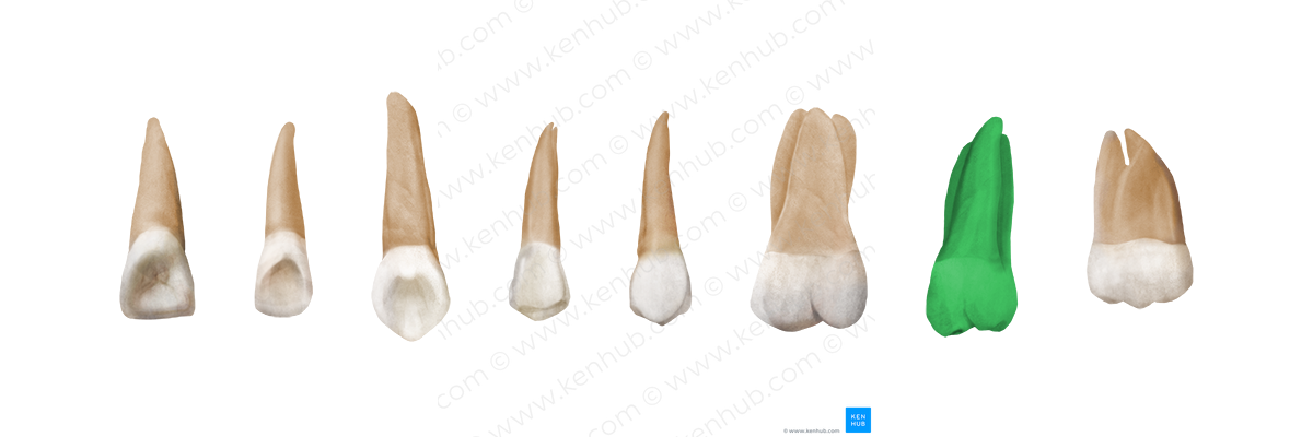 2nd molar tooth (#3220)