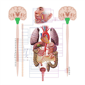 Brainstem (#18616)