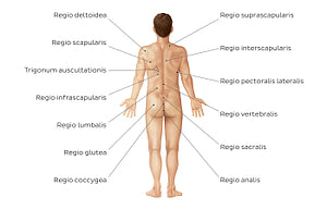 Regions of the back and buttocks (Latin)