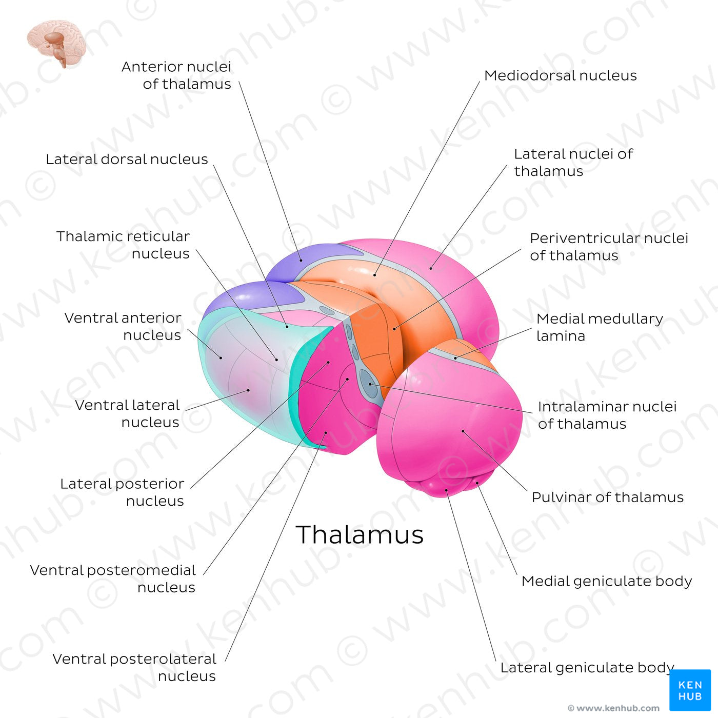 Thalamic nuclei (English)