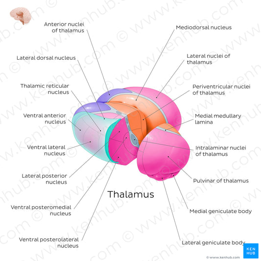 Thalamic nuclei (English)