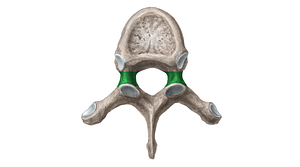 Pedicle of vertebral arch (#7824)