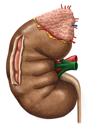 Right renal vein (#10551)