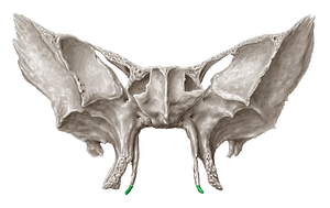 Pterygoid hamulus of sphenoid bone (#4218)