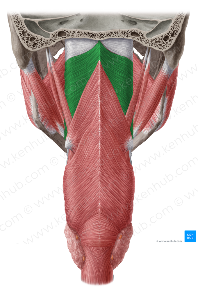 Superior pharyngeal constrictor muscle (#5266)