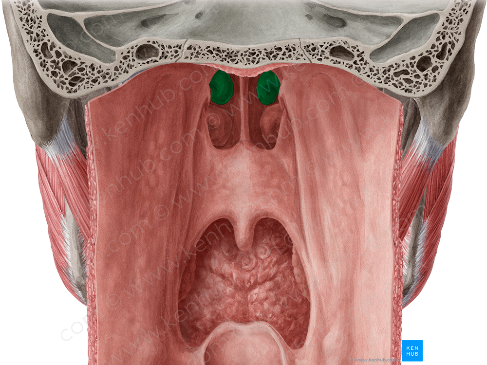 Middle nasal concha of ethmoid bone (#2796)