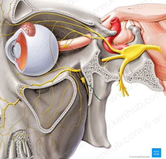 Pharyngeal nerve (#6680)