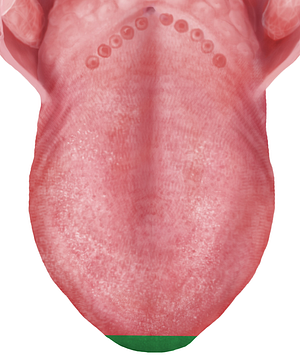 Apex of tongue (#762)