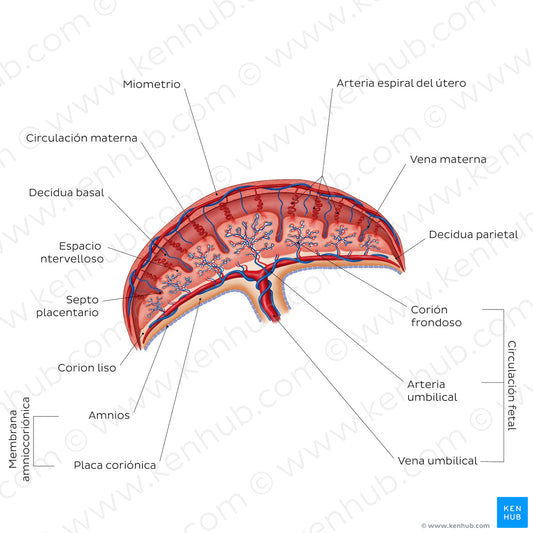 Placenta (Spanish)