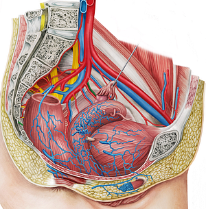 Left uterine vein (#10668)