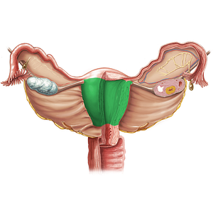 Body of uterus (#3006)