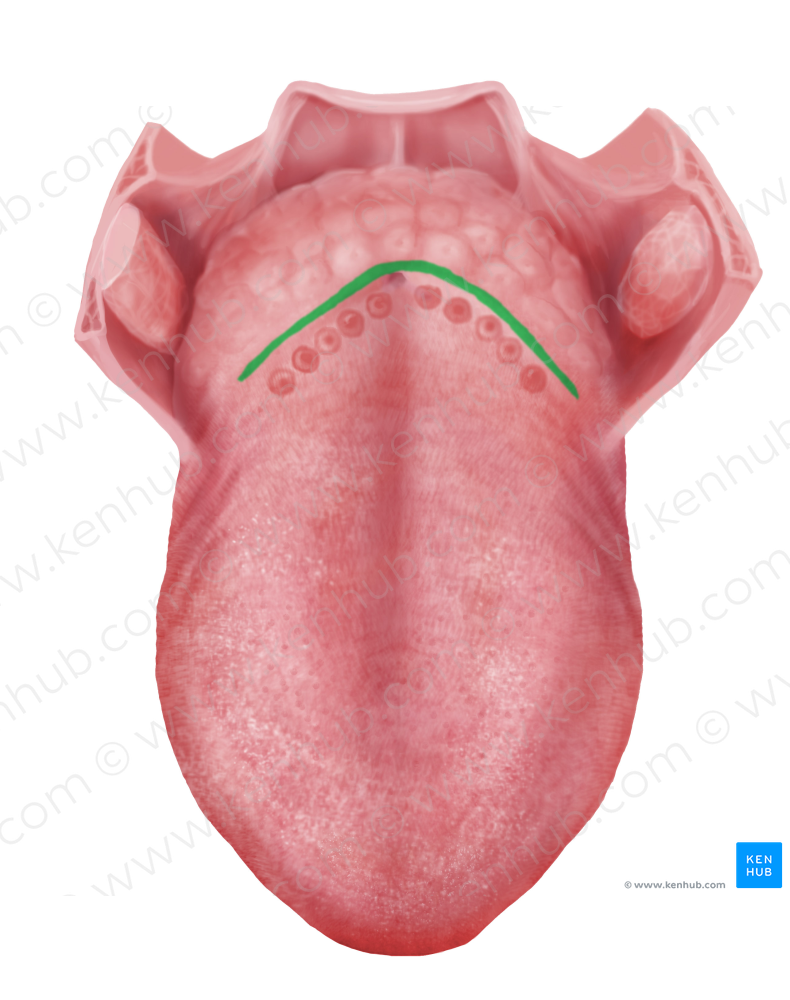 Terminal sulcus of tongue (#9339)