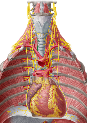 Right recurrent laryngeal nerve (#6515)