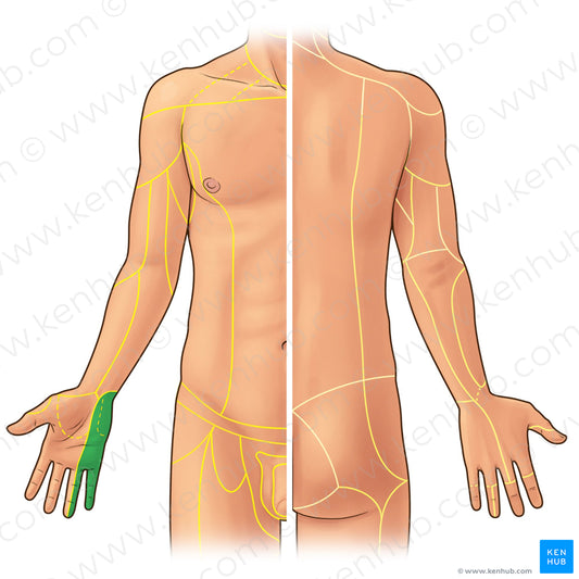 Palmar branch of ulnar nerve (#21919)