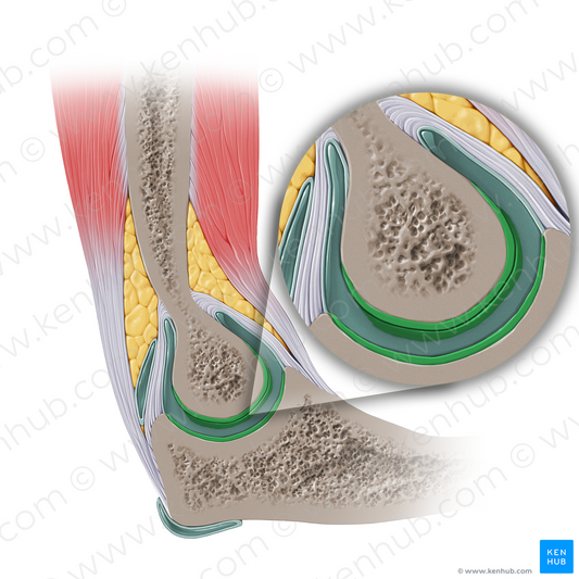 Articular cartilage of elbow joint (#14143)