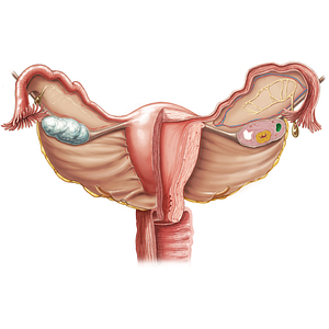 Tertiary ovarian follicle (#19918)