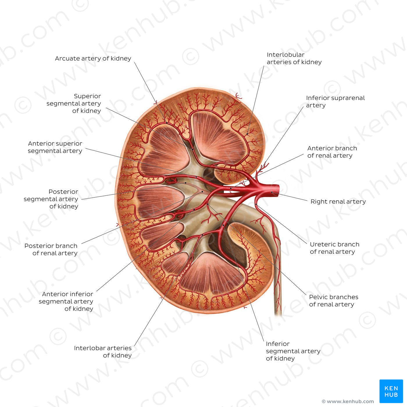 Renal arteries (English)