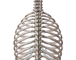 Spinous processes of vertebrae T2-T8 (#8275)
