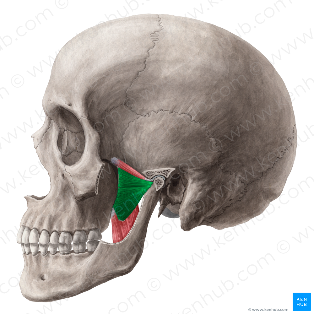 Inferior head of lateral pterygoid muscle (#7721)