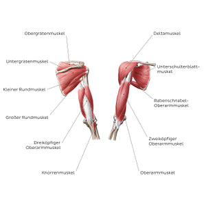 Muscles of the arm and shoulder (German)