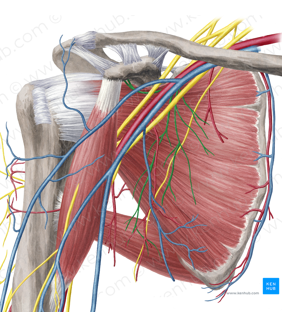 Subscapular nerves (#6783)