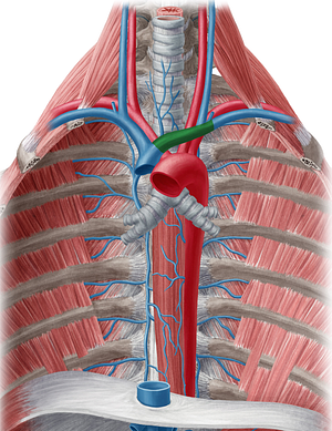 Left brachiocephalic vein (#10014)