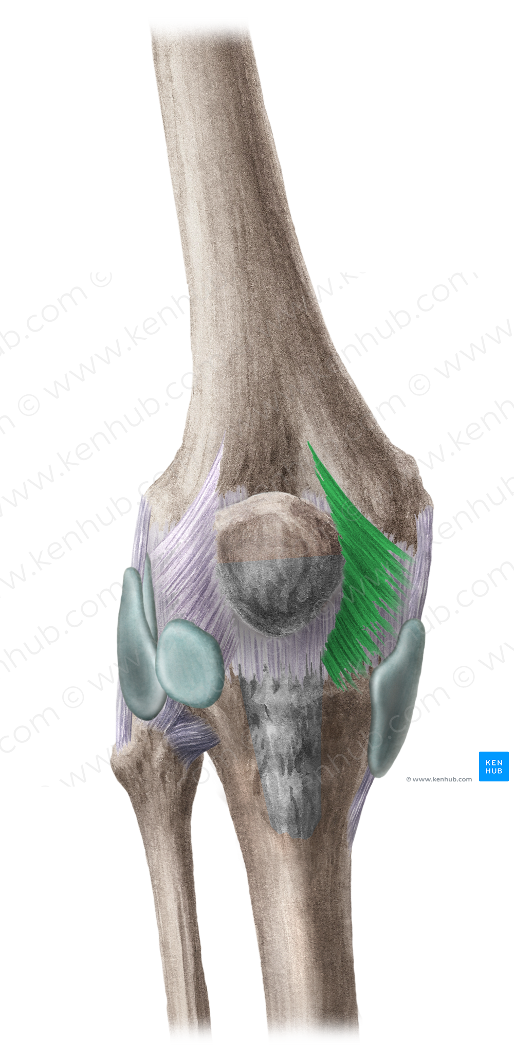 Medial patellar retinaculum (#8937)