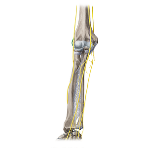 Deep branch of radial nerve (#20360)